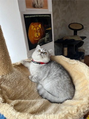 british shorthair tabby baietel - imagine 4