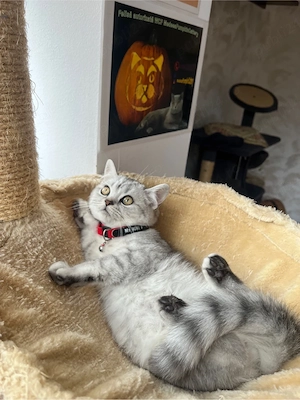 british shorthair tabby baietel - imagine 2