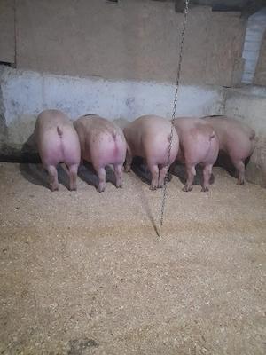 porci de vanzare 
