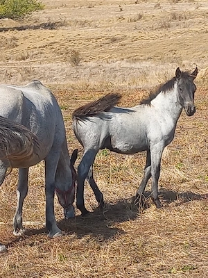 vand un mânz de 4 lunii pret ușor negociabil