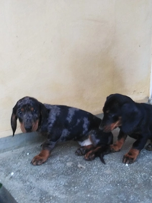 Pui teckel arlequin păr scurt 