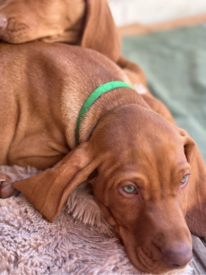 Catei Vizsla 2 masculi