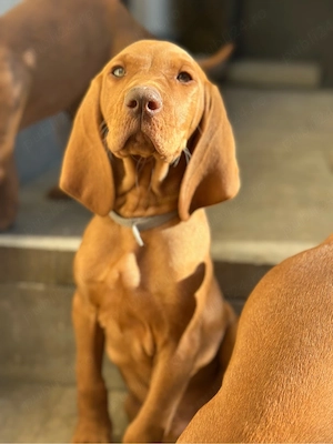 Catei Vizsla 3 masculi