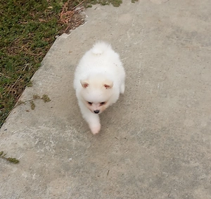 Pomeranian de vanzare 