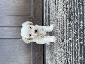Catelusa bichon maltez - imagine 2