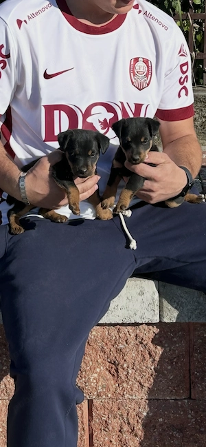 Catel jagdterrier dv 