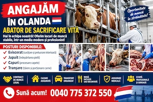 Olanda abator