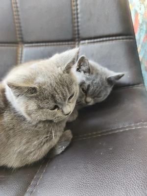 Puiuti British shorthair - imagine 5