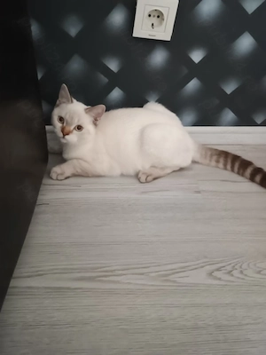 Tabby Red Orange  București 