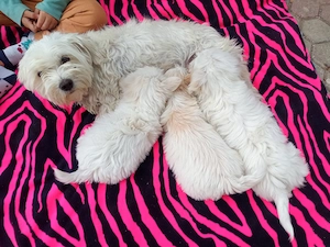 bichon maltez de vânzare  - imagine 2