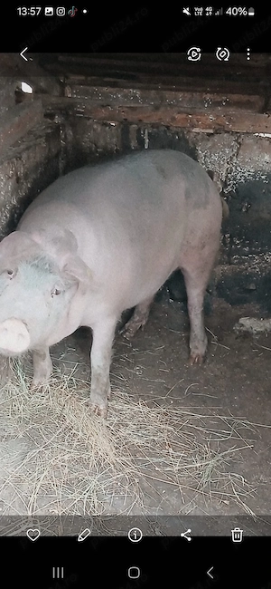 vând porci de curte