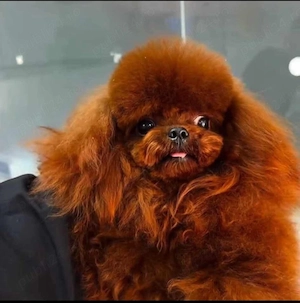 Caniche Poodle Extra  Mini- Linie CHINA- Canisa Autorizată  - imagine 4
