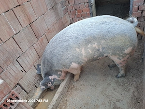 Vând porcii crescuți in gospodăria proprie  - imagine 4