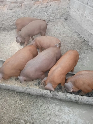 Vând purcei rasa Duroc