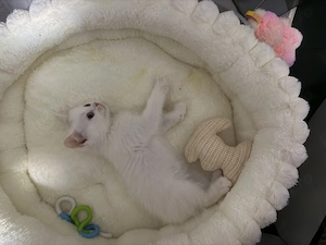 British Shorthair White Cu Mancare si Litiera Femela Constanța  - imagine 3