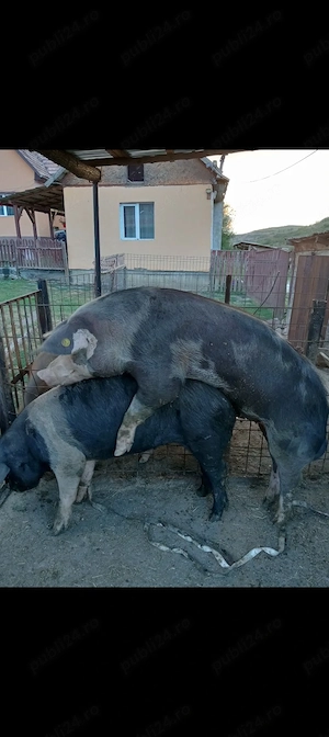 de vânzare 