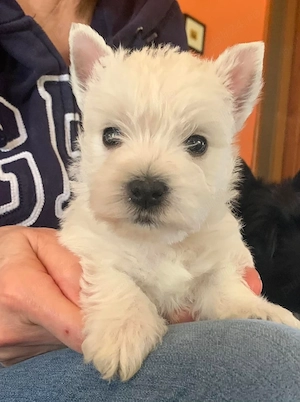 Westie - Canisă Autorizată  - imagine 2