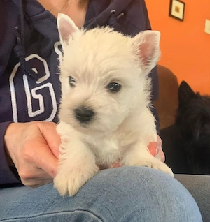 Westie - Canisă Autorizată 