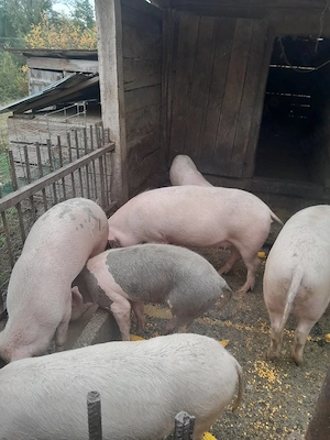 vand porci 