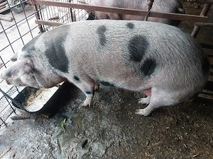 De vânzare scroafa fatata. 