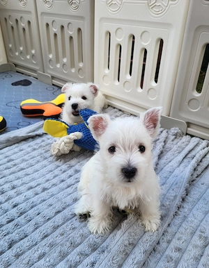 Westie - Canisă Autorizată  - imagine 2