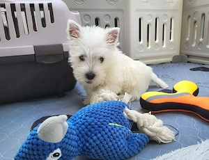 Westie - Canisă Autorizată 