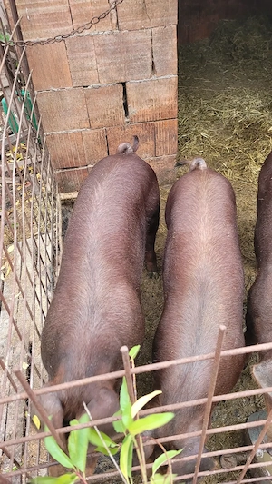 Purcele de vânzare rasă Duroc. Pentru prăsilă.  - imagine 4