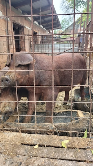 Purcele de vânzare rasă Duroc. Pentru prăsilă.  - imagine 3