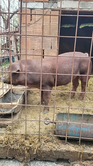 Purcele de vânzare rasă Duroc. Pentru prăsilă.  - imagine 2