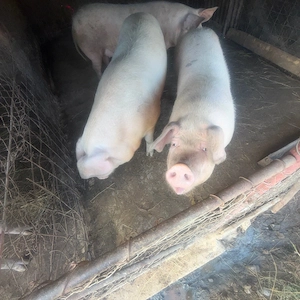 Porci pentru Craciun 170-180 kg - imagine 3