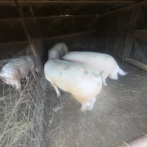 Porci pentru Craciun 170-180 kg - imagine 4