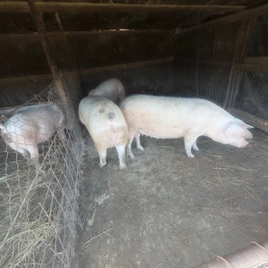 Porci pentru Craciun 170-180 kg - imagine 5