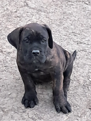  Catelusi Cane Corso - imagine 3