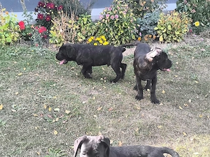  Catelusi Cane Corso - imagine 2