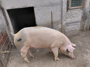 Purcea de vanzare 180-200kg