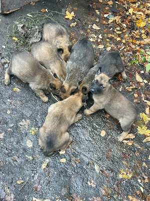 Vând pui de Ciobanesc Belgian Malinois - imagine 5