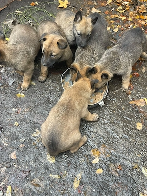 Vând pui de Ciobanesc Belgian Malinois - imagine 2