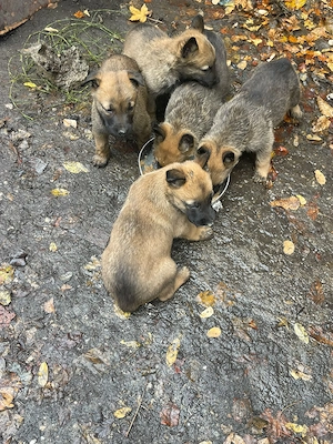 Vând pui de Ciobanesc Belgian Malinois - imagine 4