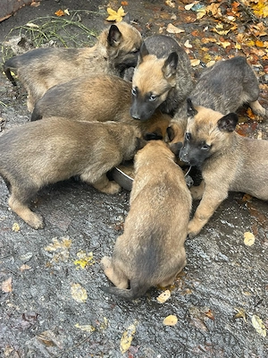 Vând pui de Ciobanesc Belgian Malinois
