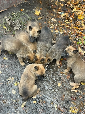 Vând pui de Ciobanesc Belgian Malinois - imagine 3