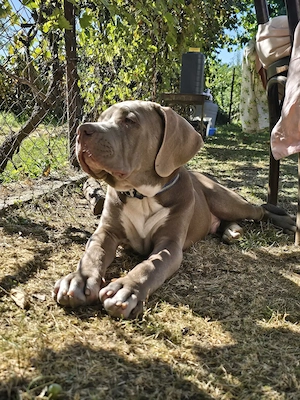 Pui American Bully XL Red Nose   fată și băiat, născuți pe 18.05.2026 - imagine 5