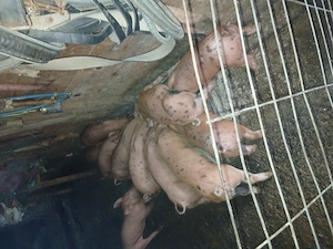 Purceii duroc de vanzare 