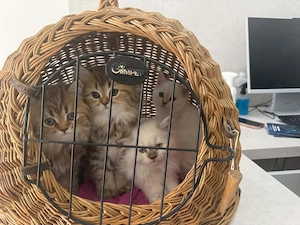 Motănel British shorthair craiova 3 luni - imagine 3