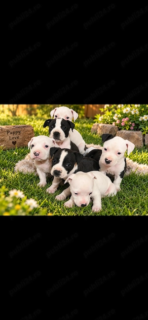 Pui Amstaff vârsta 8 săptămâni  - imagine 5