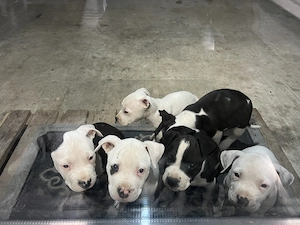 Amstaff disponibili 9 săptămâni  - imagine 2