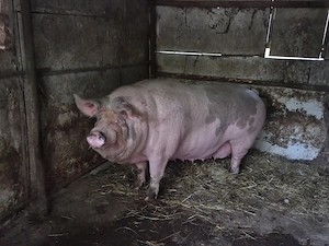 Vand porc 350+ - imagine 3