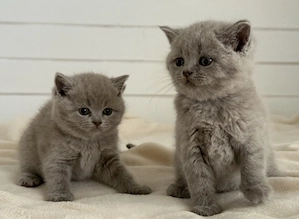 puiti british shorthair lila - imagine 3