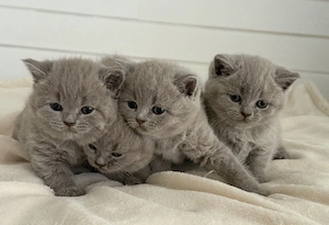 puiti british shorthair lila - imagine 2