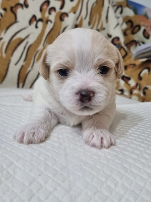 Vând pui bichon  havanez! - imagine 4