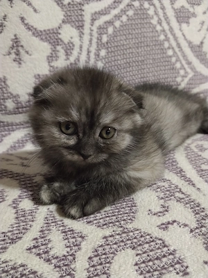 Doua pisicute Scottish fold si straight 